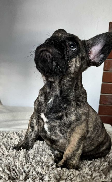 BULDOG FRANCUSKI ZKwP FCI -szczenię po Zwycięzcy Polski