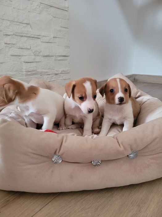 Jack Russell Terrier Śliczny Szczeniak Gotowy na zmianę domu