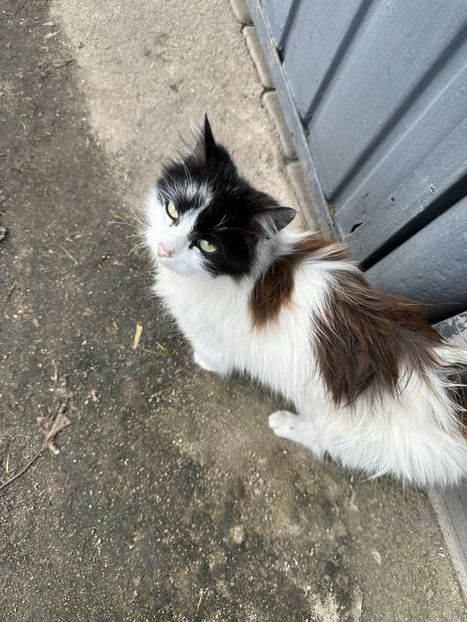 Котята в хорошие руки. Бесплатно!