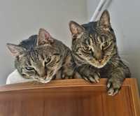 Tola i Lola - kocie siostry szukają wspólnego domu
