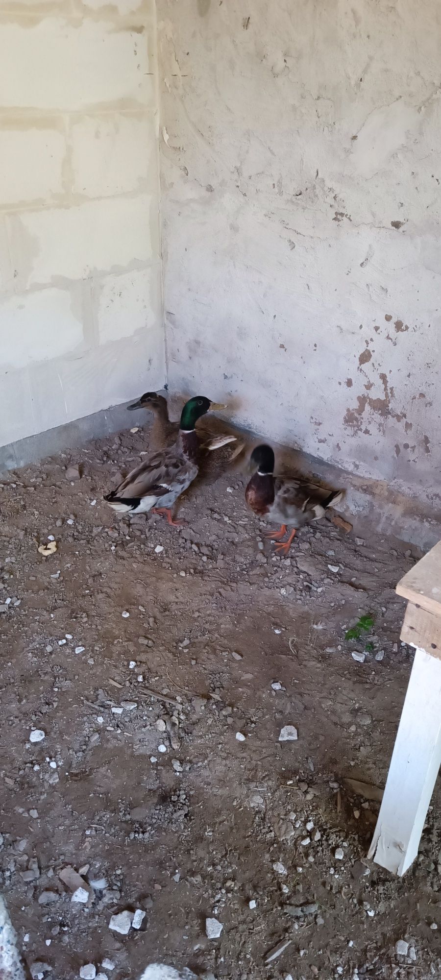 Kaczki  Staropolskie dzikie