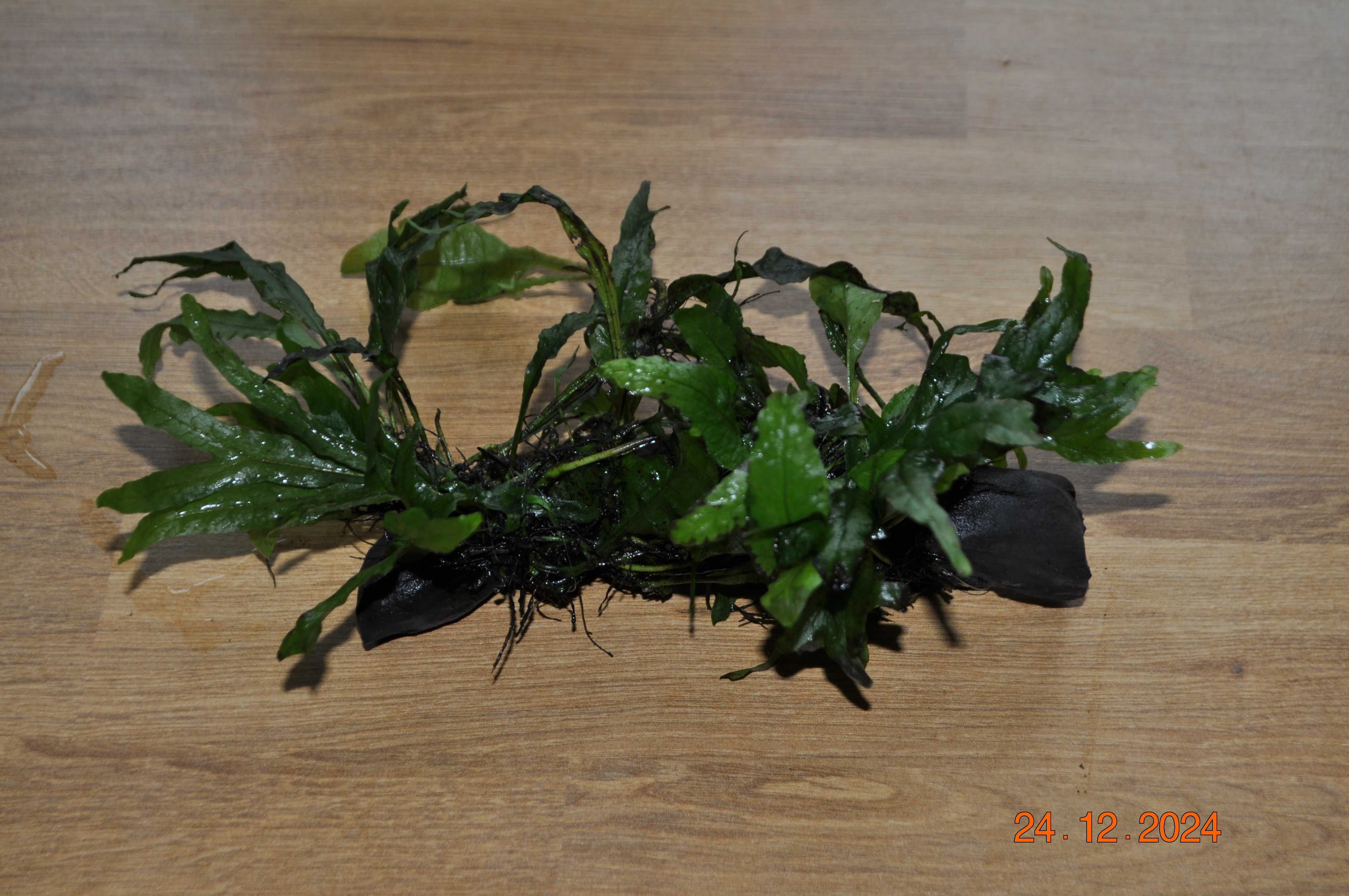 Microsorium Sp. Thor Hammer, Pteropus, Latifolia na korzeniu kamieniu