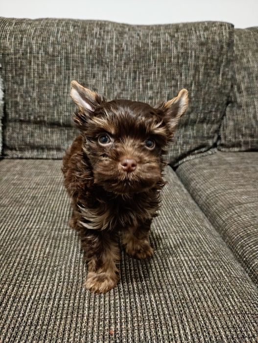 Czekoladowy Yorkshre Terrier chłopiec