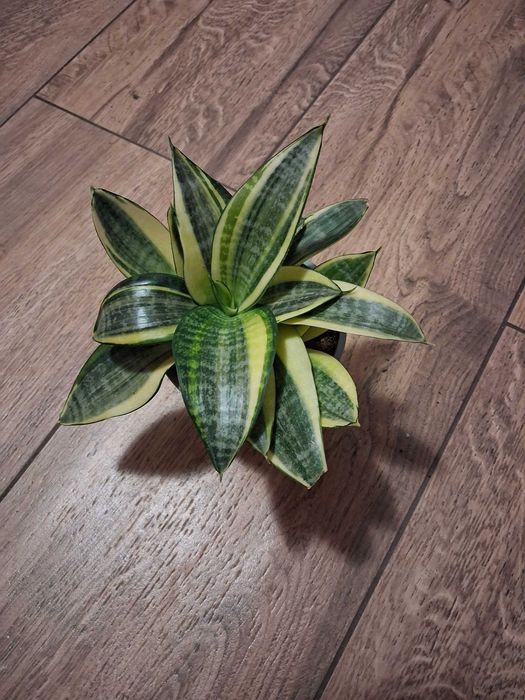 Sansevieria gwinejska ''Golden Hanii''