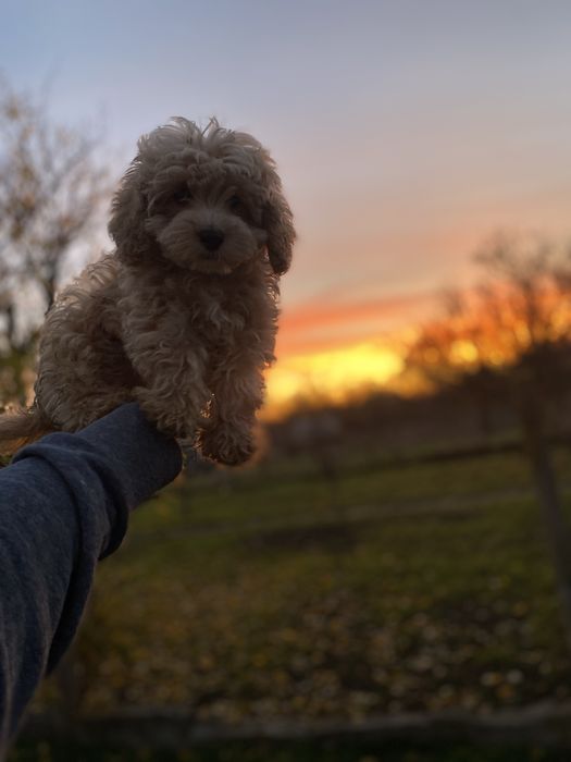 Премиум мини мальчик мальтипу — уровень шоу-ринг.