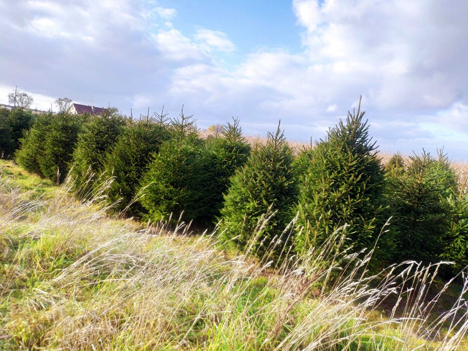 sprzedaż choinek świerkowych