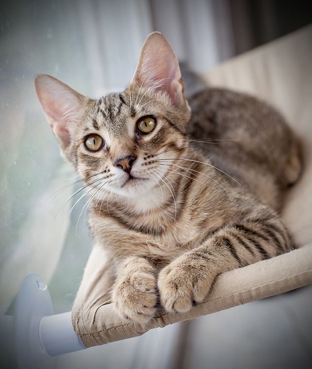 Коасень котик Джин шукає родину