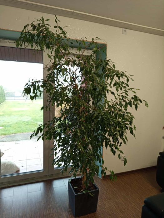 Kwiat - Figowiec benjamina