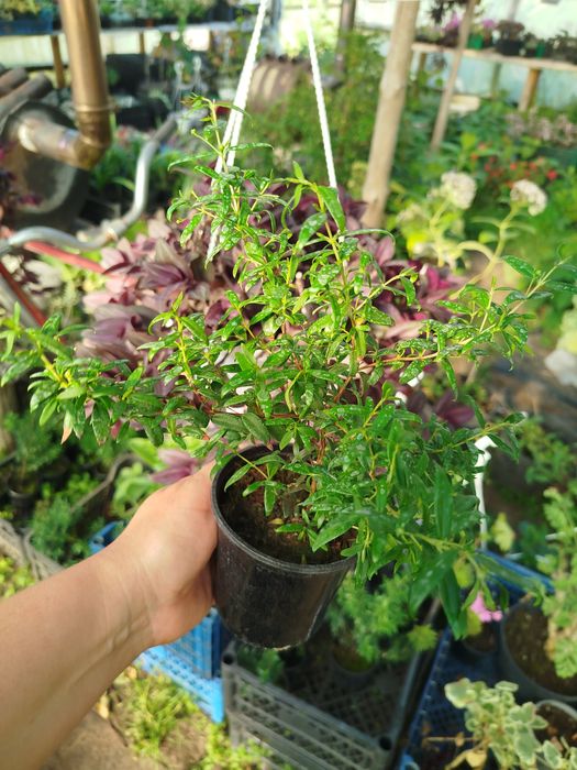 Мирт деревця від 100 грн