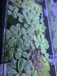 Pistia Stratiotes, Phyllanthus Fluitans - rośliny pływające
