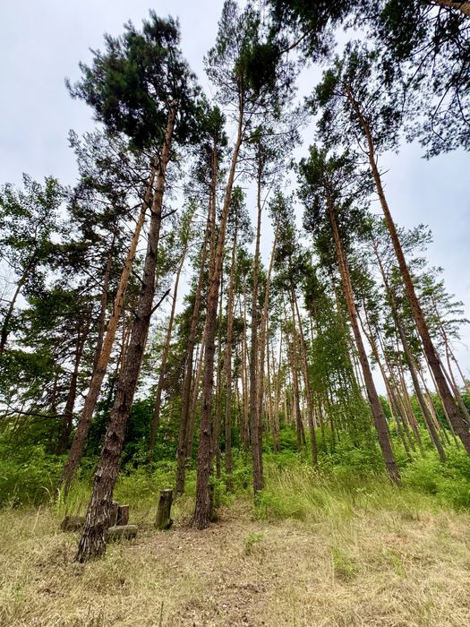 Продаж ділянки 20 соток у СОСНОВОМУ ЛІСІ КМ Нова Ходосівка, Ходосівка