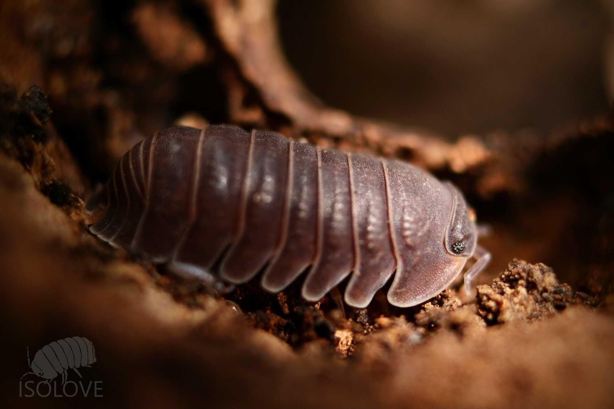 Cubaris murina, "little sea isopod", równonogi, kulanki, isopoda