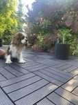 Reproduktor Cavalier King Charles Spaniel
