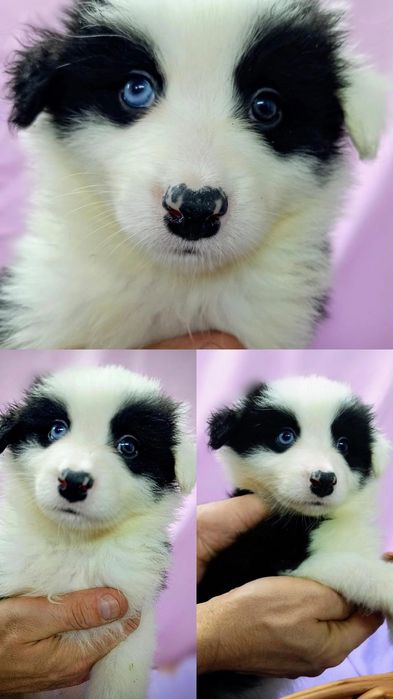 Border Collie piesek Pirat niebieskie oko