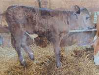 Byczek mięsny Angus, cielak