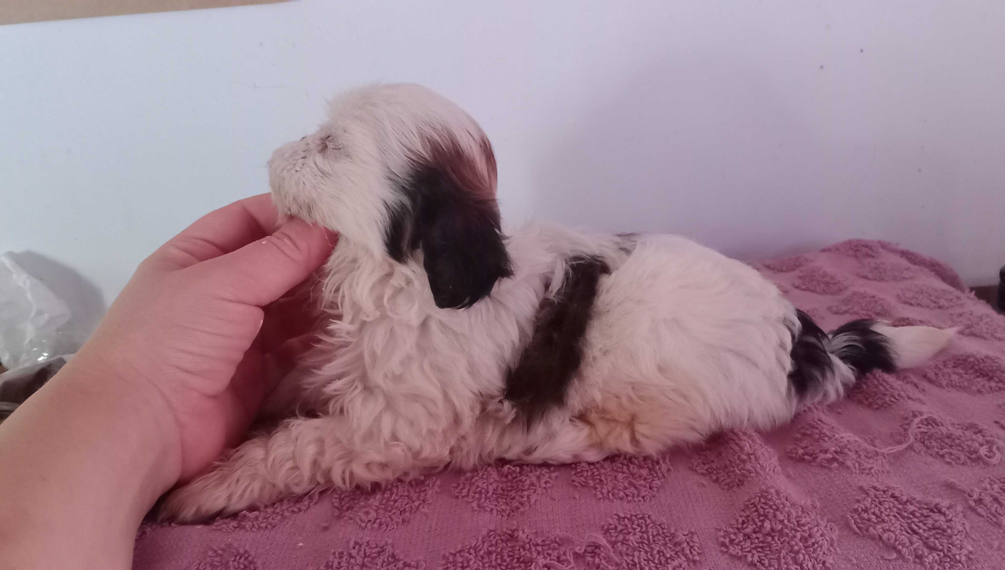 Shih-tzu fêmea com pedigree LOP, porte mini
