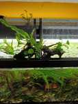 Tronco Dragon Wood com Anubias Nana e Feto Java