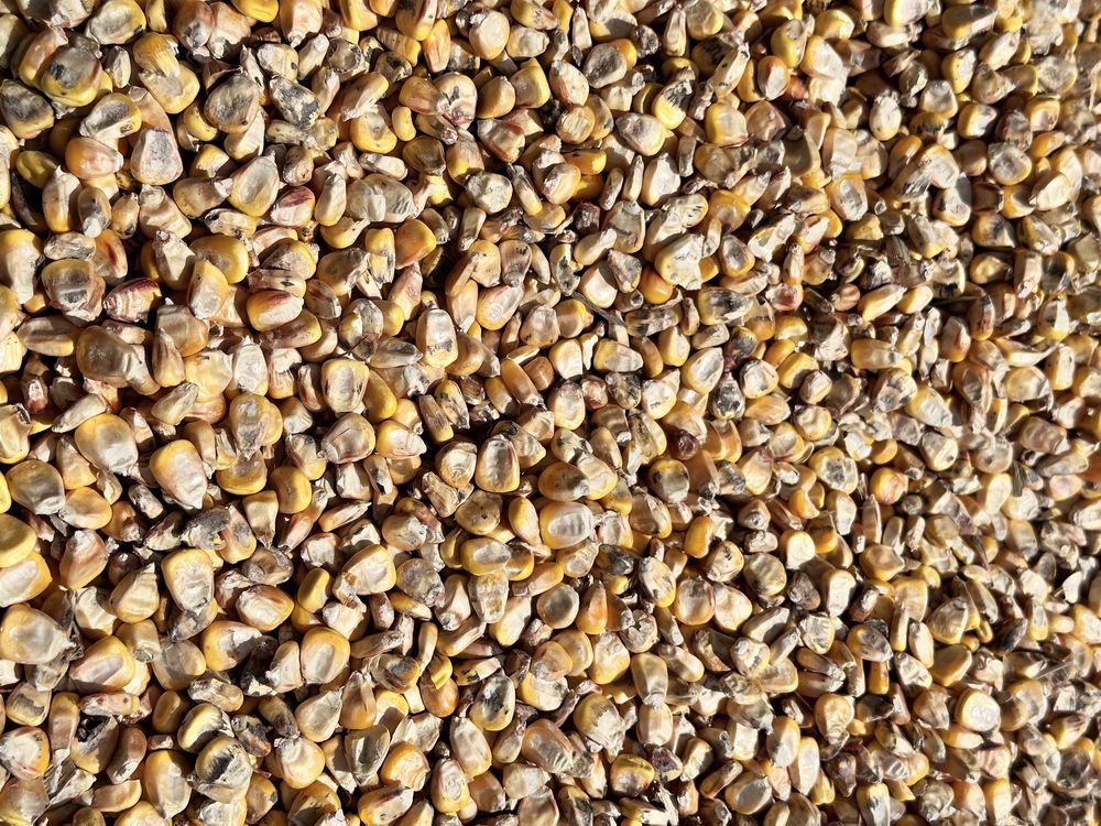 Кукуруза зерно 25 тон доставка