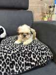 Suczka Shih Tzu z rodowodem