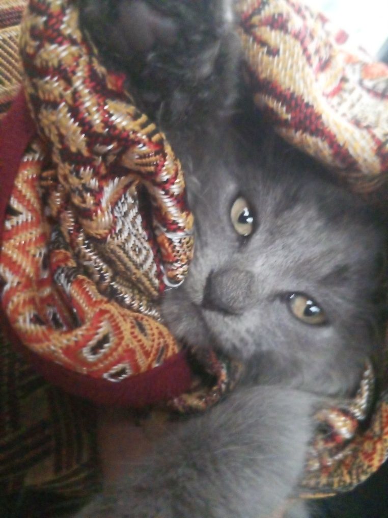 Хлопчик порода шотландський висловухий