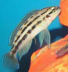Naskalnik dickfelda (Julidochromis dickfeldi).  Cetarius