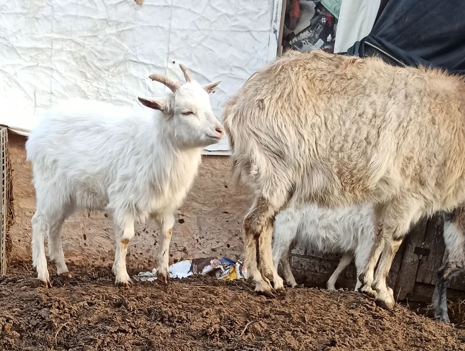 Цапик 50% карлик