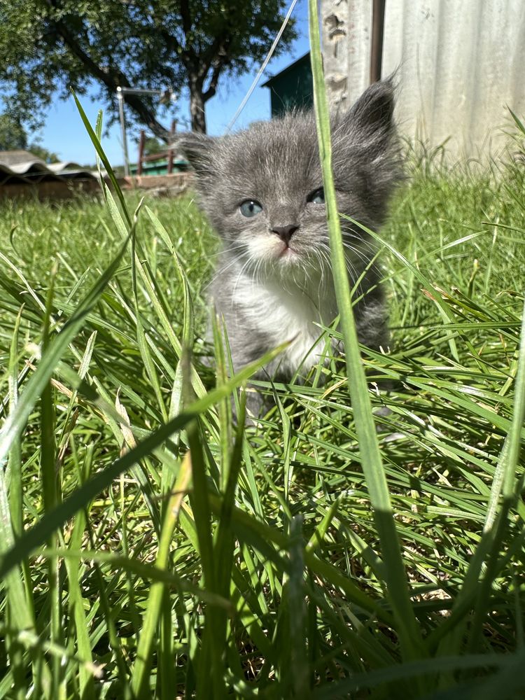 Кошенята в добрі руки