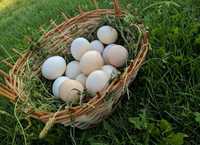 Jaja jajka kurze wiejskie