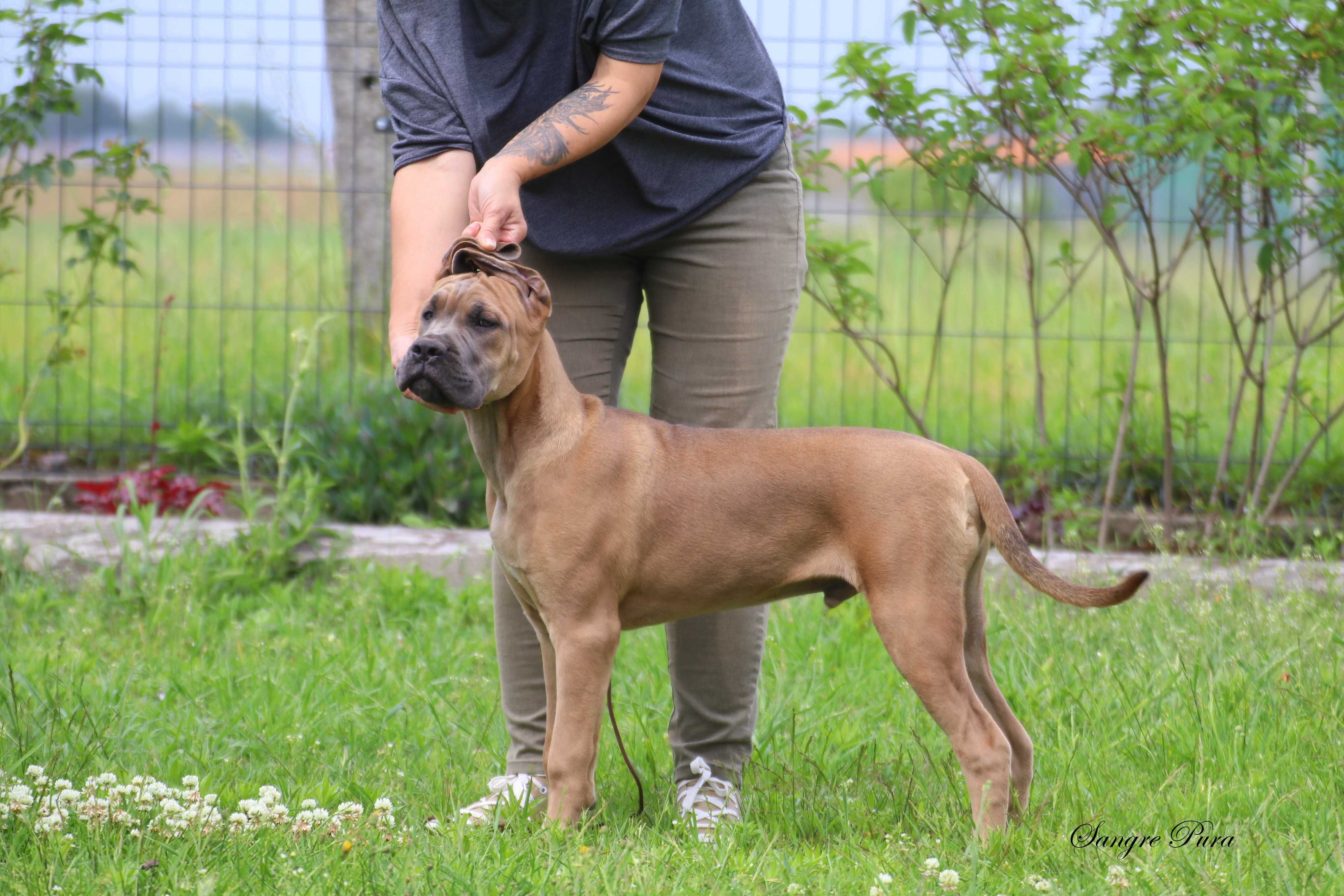 Samiec szczeniak Cane Corso
