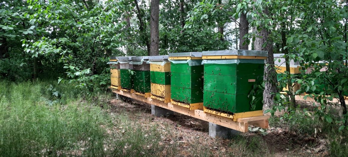 ** 2 Słoiki Miód wielokwiatowy– naturalny z własnej pasieki !**