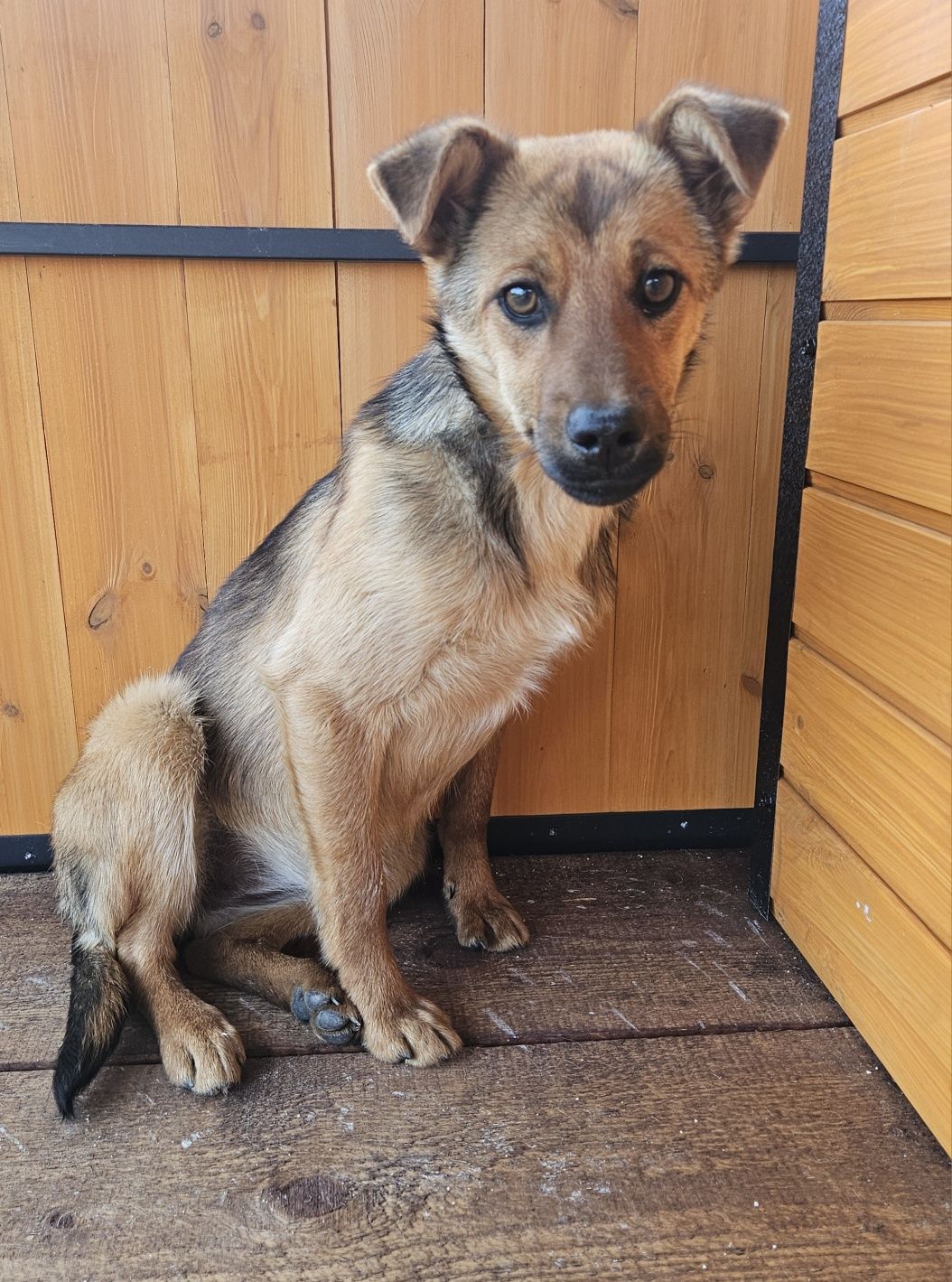 Kto pokocha? Uratowane pieski szukają domków. Pies, suczka, adoptuj