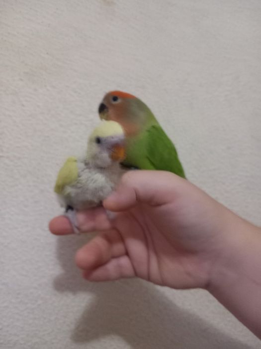 Agaporni criado à mão