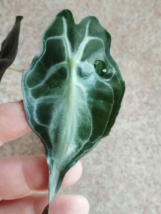 Alokazja Venom sadzonka