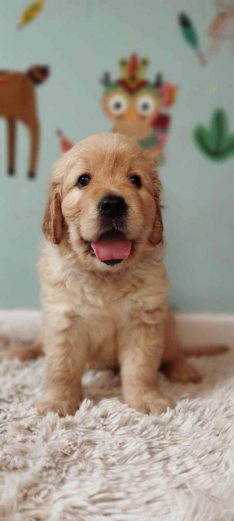 Szczeniak golden retriever