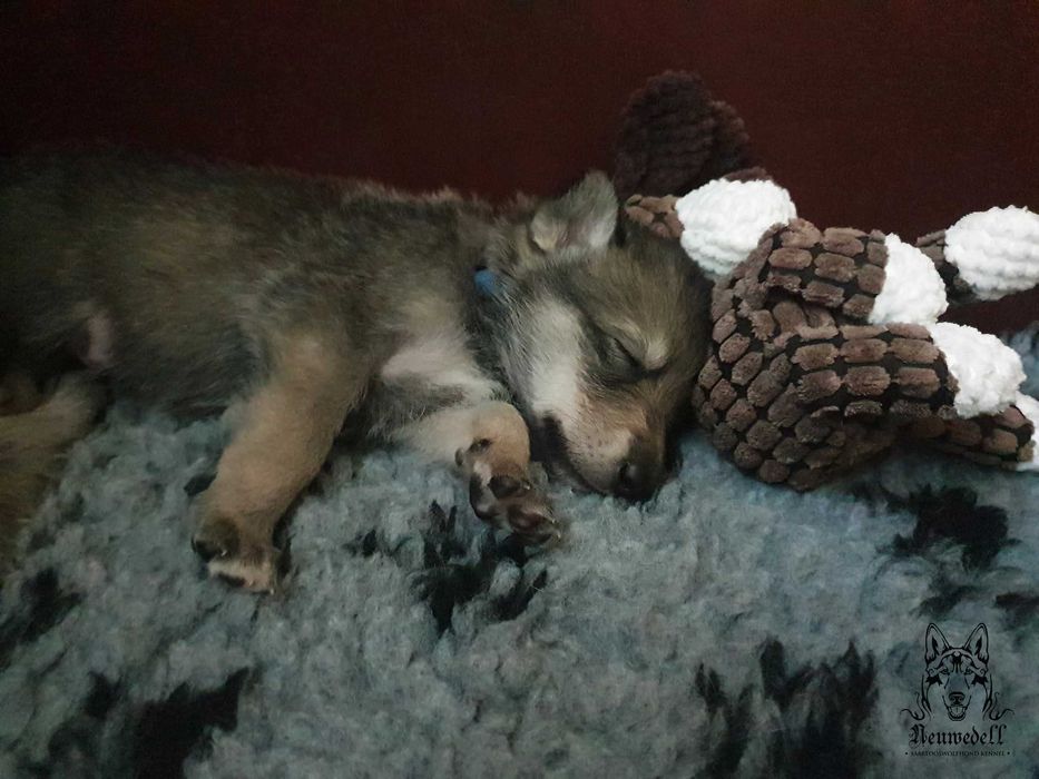 Saarlooswolfhond - wilczak Saarloosa