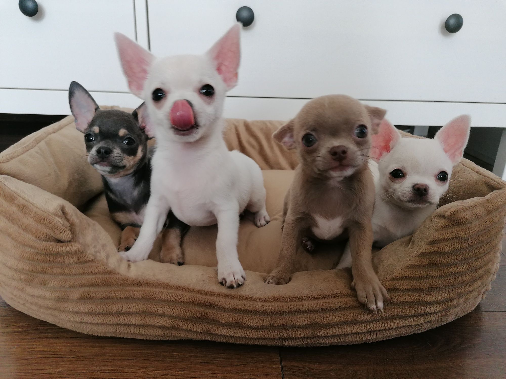 Chihuahua chłopiec