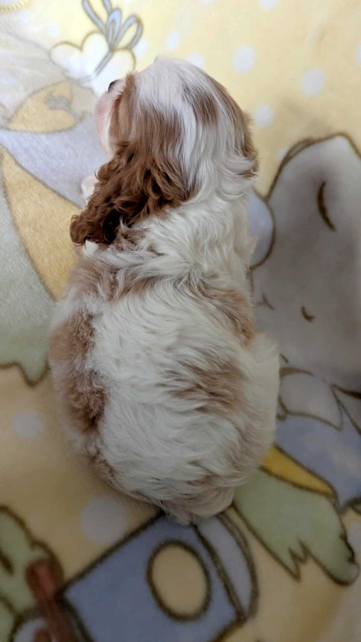 Cavalier King Charles Spaniel Piesek