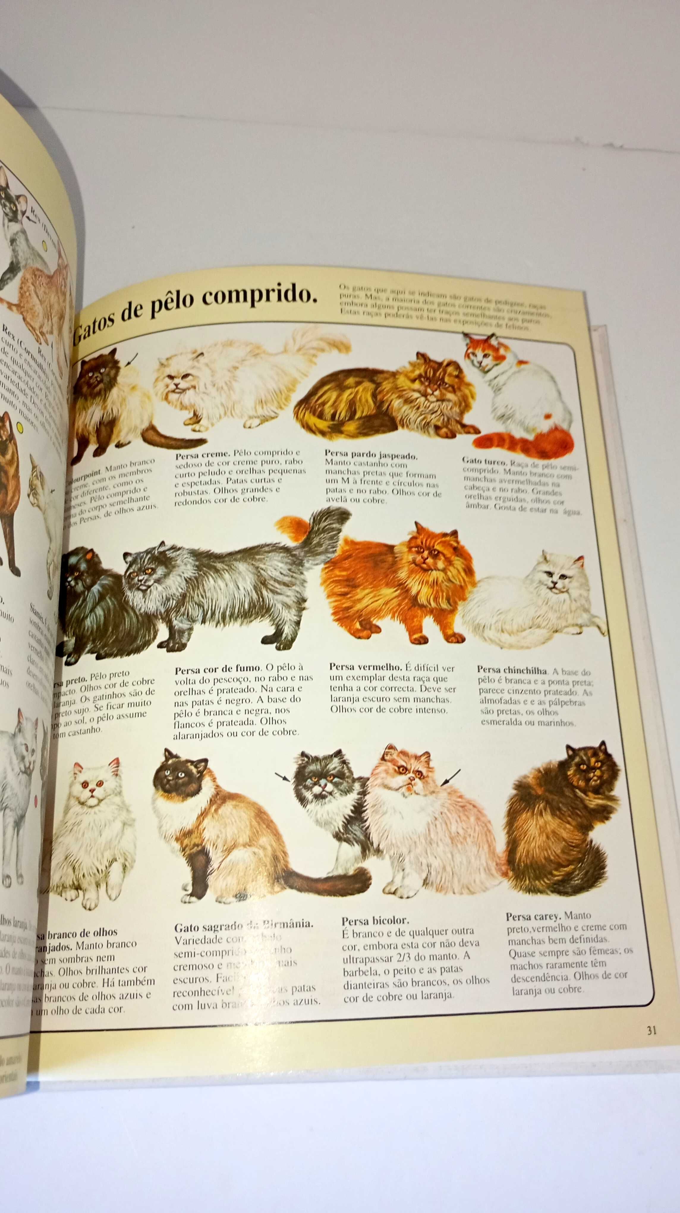 Conheça os Gatos