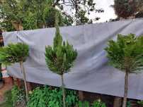 Cyprys Lavsona kule 3 szt ok 180cm