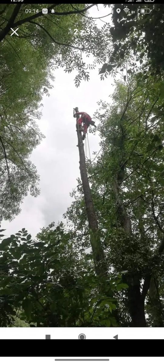 Wycinka drzew trudnych