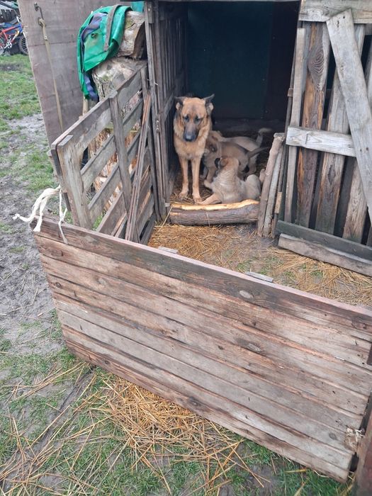 Цуценята в добрі руки