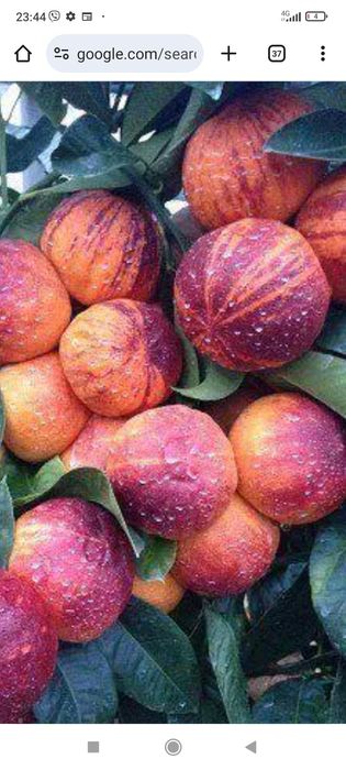 Цитруси привиті: лимон, лайм, кумкват