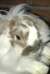 Coelhinha anã mini lop