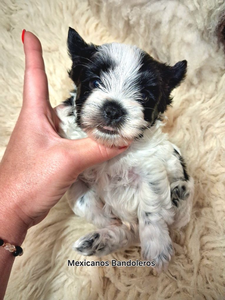 NAJPIĘKNIEJSZY WHITE&BLACK yorkshire terrier . Cudny chłopczyk  !