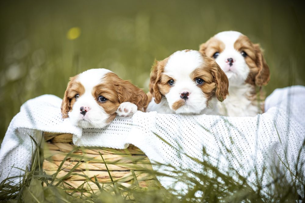 Cavalier King Charles Spaniel (FCI)