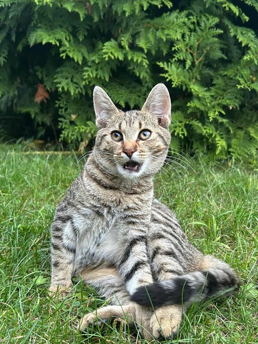 Kot, kotek, kocurek, żyje na działce, za darmo