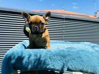 Bulldog Frances  macho fantastico
