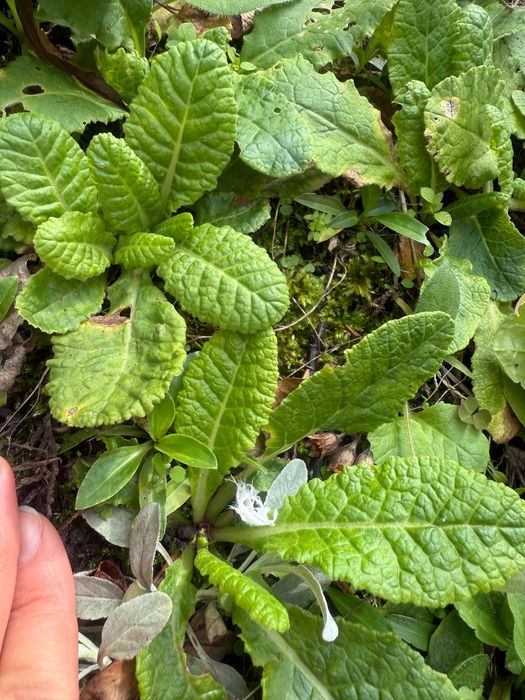 Primula, pierwiosnek 30 szt