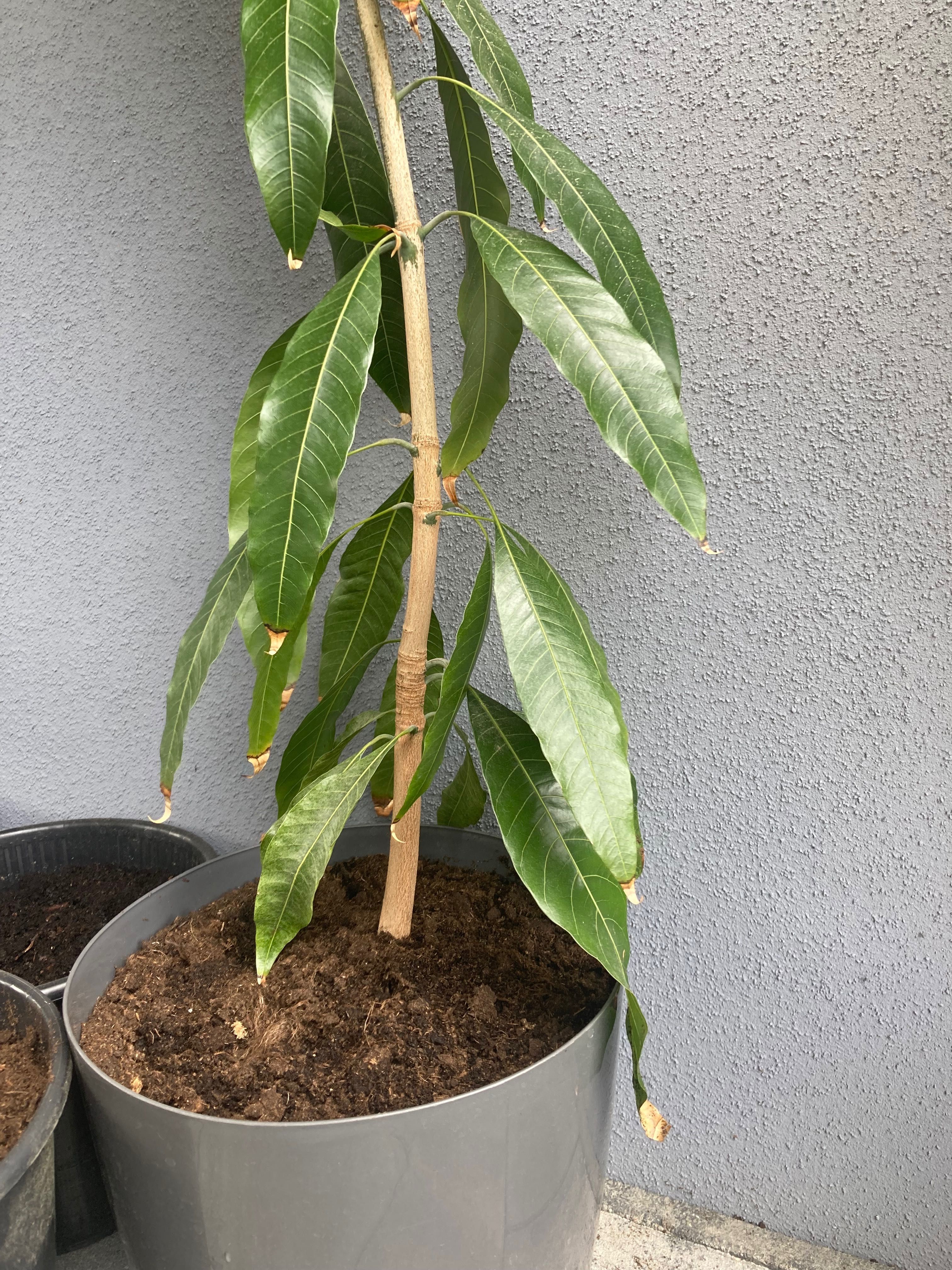 Drzewko mango duże drzewo owocowe egzotyczne boho taras