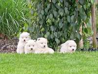 Samoyed suczka śliczna